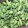Ivy Gourd - Kunduri, 1 kg