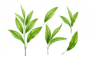 Tea tree Essential oil / Melaleuca Alternifolia