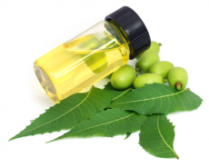 Neem Seed oil