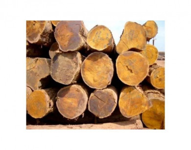 Hard Wood timber logs